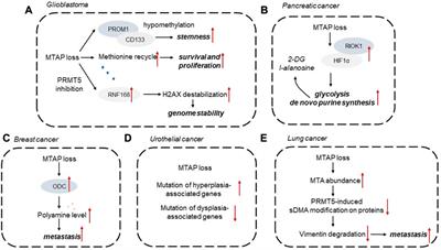 Methylthioadenosine phosphorylase deficiency in tumors: A compelling therapeutic target